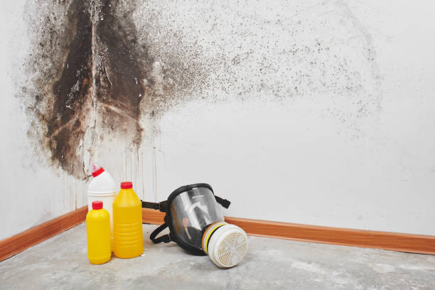 Best Toxic Mold Removal  in Wimauma, FL