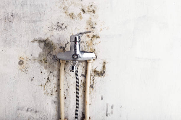 Professional Mold Removal in Wimauma, FL