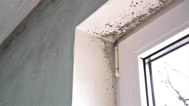 Best Residential Mold Removal  in Wimauma, FL
