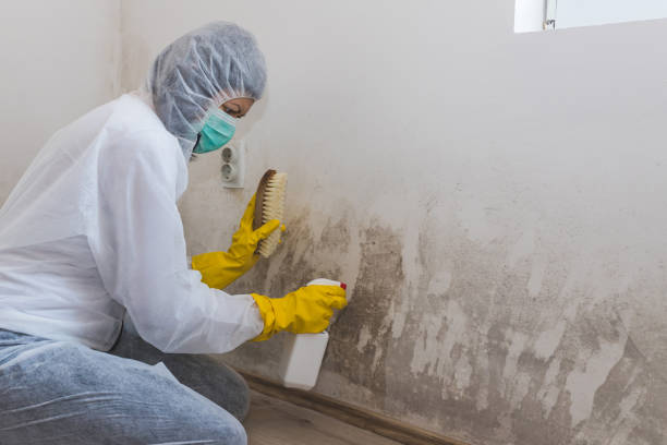 Best Mold Cleaning Services  in Wimauma, FL