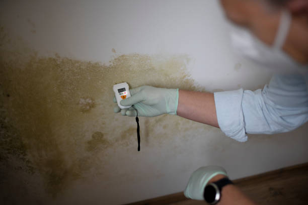 Best Mold Damage Repair  in Wimauma, FL
