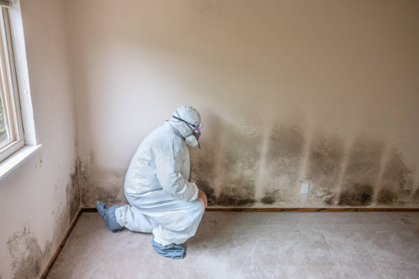 Crawl Space Mold Removal in Wimauma, FL