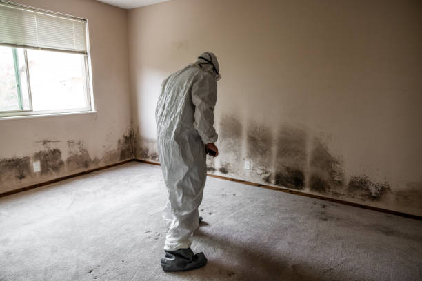 Best Professional Mold Removal  in Wimauma, FL