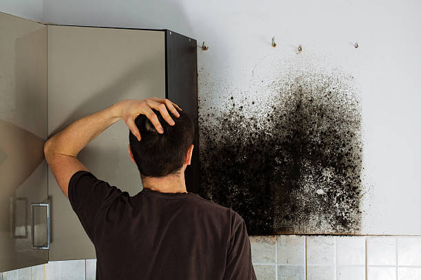 Best Mold Remediation  in Wimauma, FL