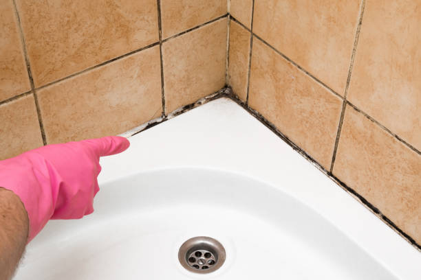 Best Office Mold Removal Services  in Wimauma, FL