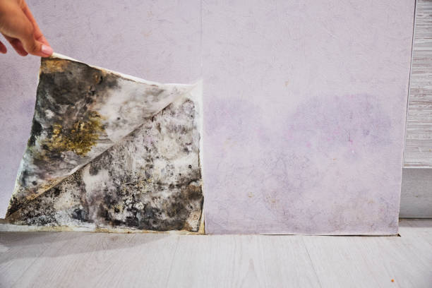 Best Crawl Space Mold Removal  in Wimauma, FL